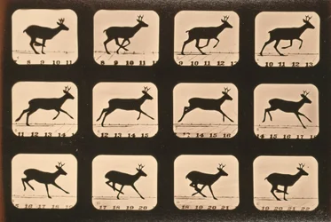 Image Sequence of a Deer Running, 